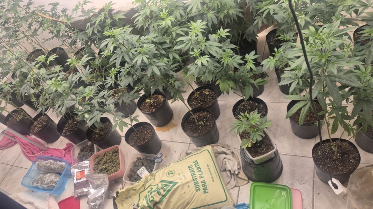 Estufa de maconha é descoberta dentro de imóvel em Salvador; homem é preso