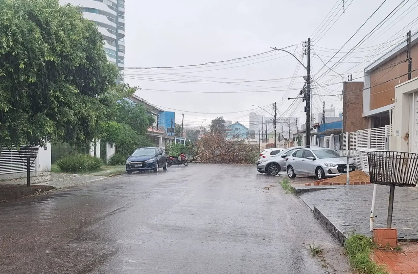 Risco de quedas de árvores aumenta com a chegada do período chuvoso na capital