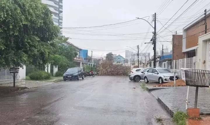 Risco de quedas de árvores aumenta com a chegada do período chuvoso na capital
